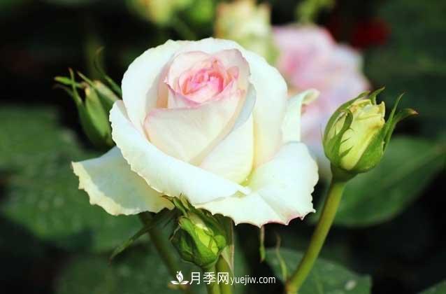 盆栽月季花怎么養(yǎng)？對(duì)環(huán)境有什么要求？(圖1)