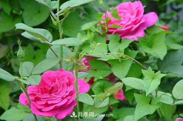 盆栽月季花怎么養(yǎng)？對(duì)環(huán)境有什么要求？(圖2)