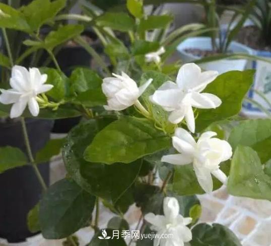 初冬適合養(yǎng)哪些花？這6種花好養(yǎng)又好看！(圖1)