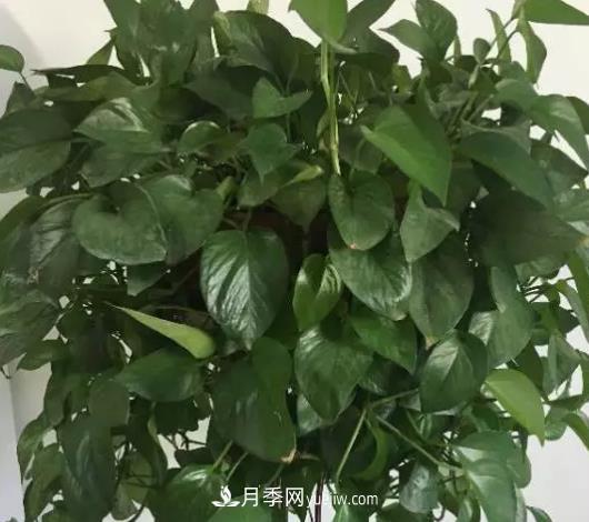 初冬適合養(yǎng)哪些花？這6種花好養(yǎng)又好看！(圖2)