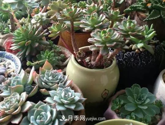 初冬適合養(yǎng)哪些花？這6種花好養(yǎng)又好看！(圖4)