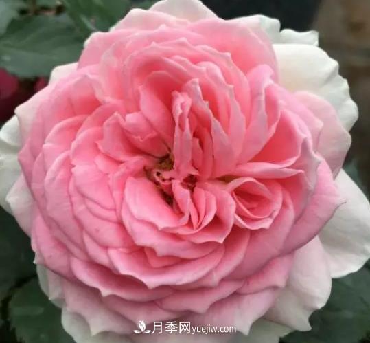 初冬適合養(yǎng)哪些花？這6種花好養(yǎng)又好看！(圖5)