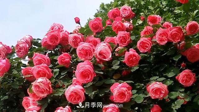 仙女博主的小院，種了什么月季？都是超低維護(hù)(圖5)