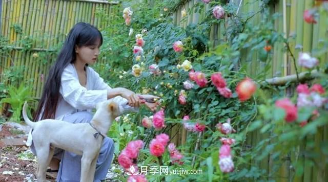 仙女博主的小院，種了什么月季？都是超低維護(hù)(圖6)