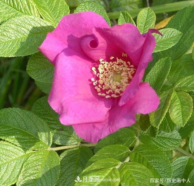 玫瑰和月季怎么區(qū)分？***簡(jiǎn)單的方法是什么？(圖1)