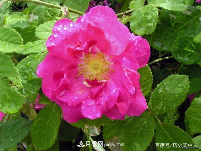 玫瑰和月季怎么區(qū)分？***簡(jiǎn)單的方法是什么？(圖4)