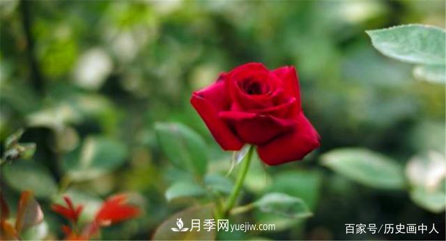 玫瑰和月季怎么區(qū)分？***簡(jiǎn)單的方法是什么？(圖5)