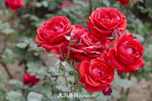 黑魔術(shù)月季優(yōu)缺點(diǎn)，適合新手養(yǎng)殖嗎(圖1)