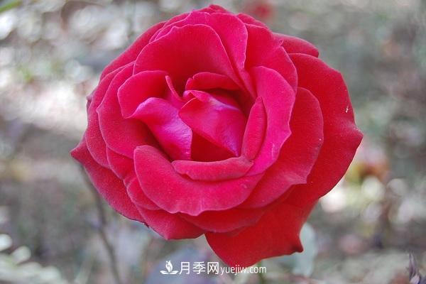 黑魔術(shù)月季優(yōu)缺點(diǎn)，適合新手養(yǎng)殖嗎(圖2)