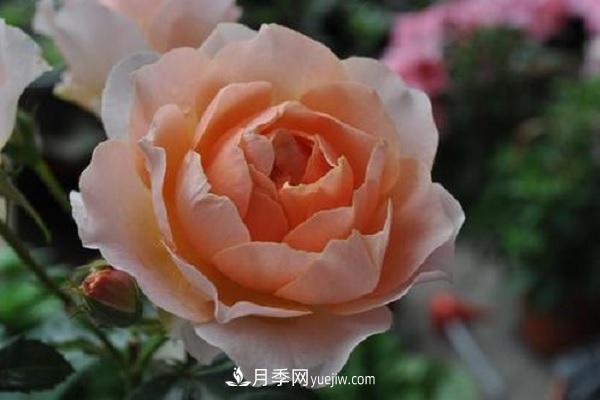 杏色露臺(tái)月季的優(yōu)缺點(diǎn)是什么？ 適合新手養(yǎng)殖嗎(圖1)
