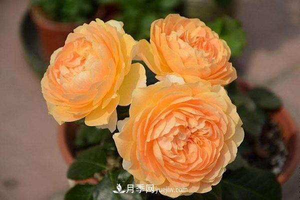 杏色露臺(tái)月季的優(yōu)缺點(diǎn)是什么？ 適合新手養(yǎng)殖嗎(圖2)