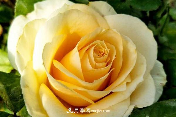 蜜桃雪山月季優(yōu)缺點有哪些？新手可以養(yǎng)嗎？(圖1)