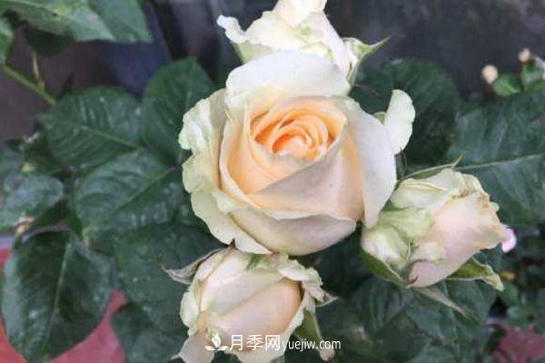 蜜桃雪山月季優(yōu)缺點有哪些？新手可以養(yǎng)嗎？(圖2)