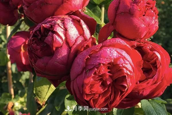 紅龍?jiān)录緸槭裁椿ò虿婚_(kāi) 要怎么解決(圖1)