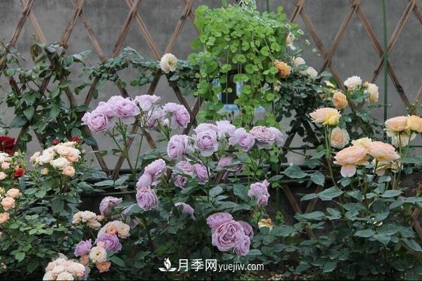 地栽月季如何使用復(fù)合肥 注意事項有哪些(圖1)