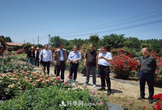 河南省四優(yōu)四化項(xiàng)目 助推南陽月季、梔子產(chǎn)業(yè)發(fā)展(圖2)
