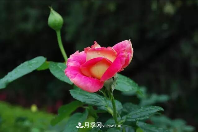 藤月如何選？這些經(jīng)典品種隨便種一棵，都能美爆你的花園(圖2)