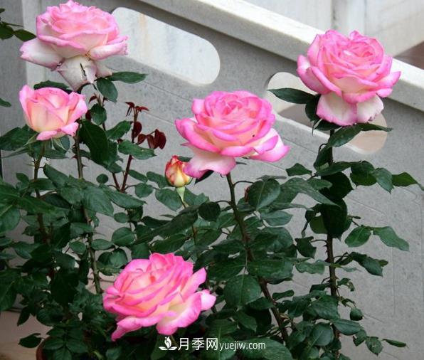 月季如何才能多開花？(圖1)