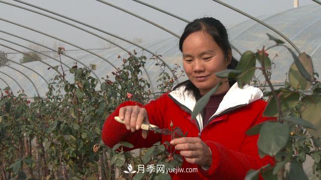 南陽(yáng)臥龍區(qū)：月季花開產(chǎn)業(yè)興 脫貧夢(mèng)圓幸福來(lái)(圖1)