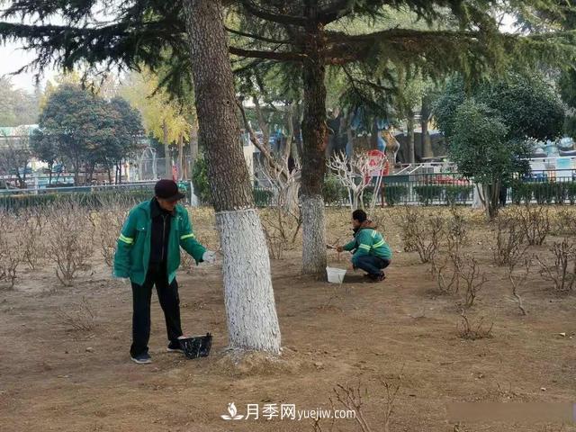 菏澤樹木涂白，讓苗木健康過冬(圖1)