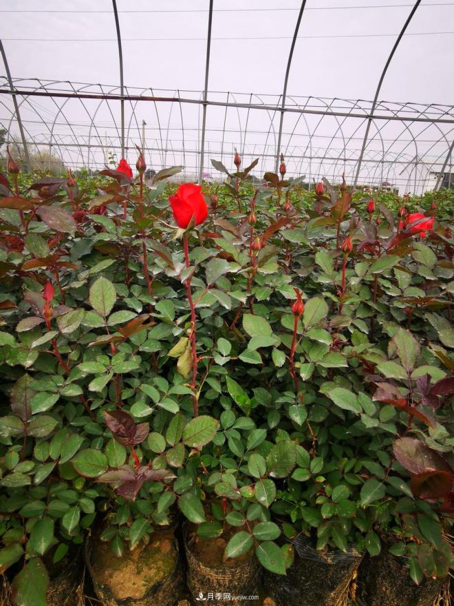 盆栽月季、月季花球、棒棒糖月季樹發(fā)往花卉市場(chǎng)(圖1)