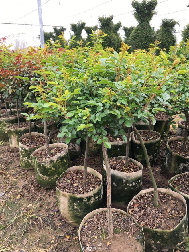 盆栽月季、月季花球、棒棒糖月季樹發(fā)往花卉市場(chǎng)(圖3)