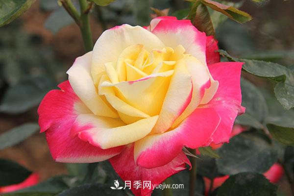 大花月季，大花月季批發(fā)基地(圖1)
