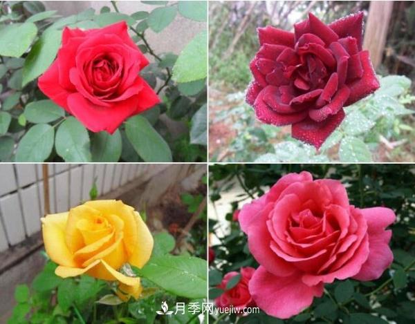大花月季，大花月季批發(fā)基地(圖2)