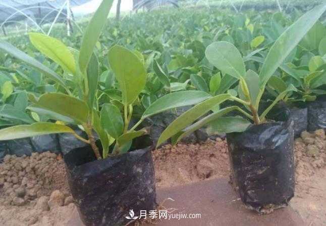 容器苗好成活，可如何做好容器苗的育苗？(圖1)