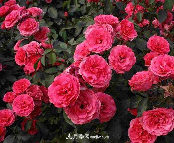 寒冷的冬天如何栽培與管理南陽(yáng)樹(shù)狀月季？(圖1)