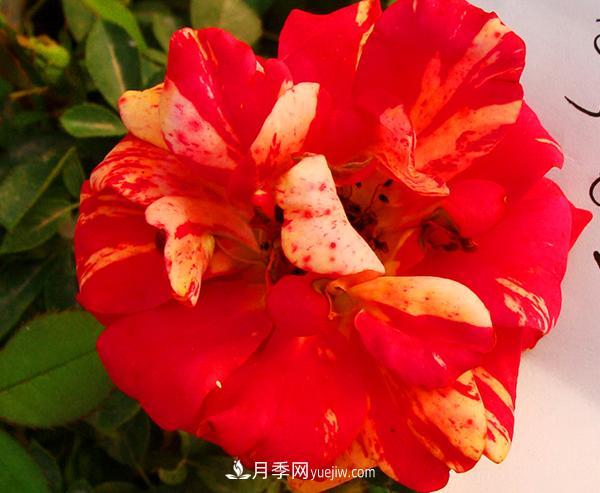 ***近很火爆的一個(gè)大花月季品種，它的用途及特殊的栽培環(huán)境介紹(圖1)