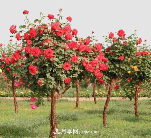 流膠病是月季生產(chǎn)中的常見病和多發(fā)病，它的癥狀是什么？(圖1)