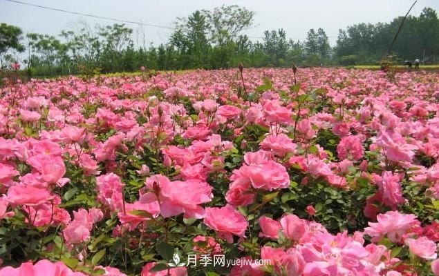樹(shù)狀月季的成活關(guān)鍵，悶插法技術(shù)是什么？(圖1)
