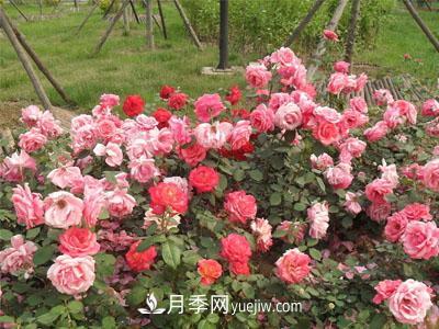 新手購買盆栽月季后，要該怎么澆灌養(yǎng)護？(圖1)