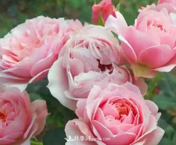 當(dāng)月季出現(xiàn)盲芽的情況，花友們該如何養(yǎng)護(hù)？(圖1)