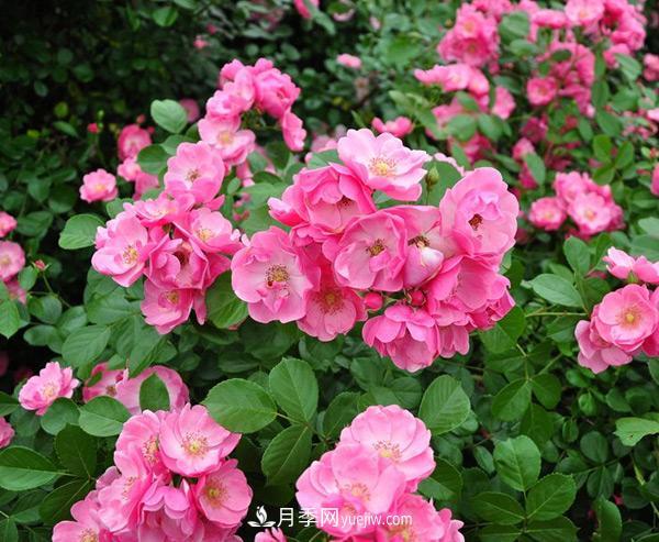 樹狀月季造型多樣、簡單易活性能是什么？(圖1)