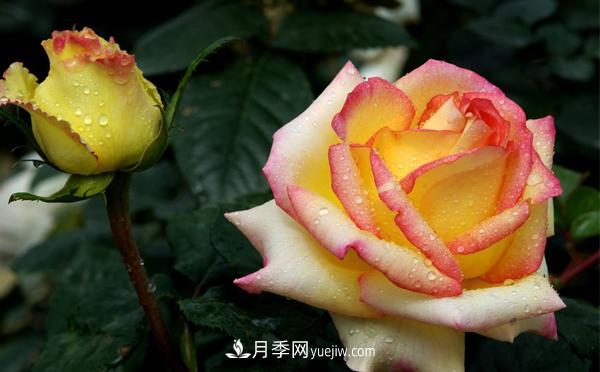 秋季養(yǎng)護大花月季管理容易犯的錯誤有哪些呢？(圖1)