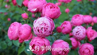 月季花是中國(guó)傳統(tǒng)十大名花之一，一年長(zhǎng)占四時(shí)春(圖1)