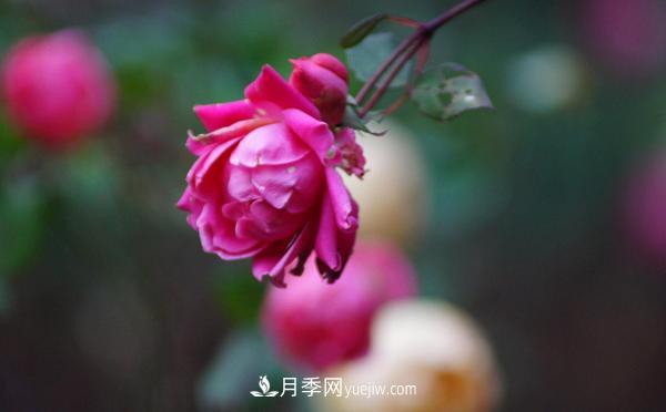 3公分月季總是深受人們的喜愛，原因是什么呢？(圖1)