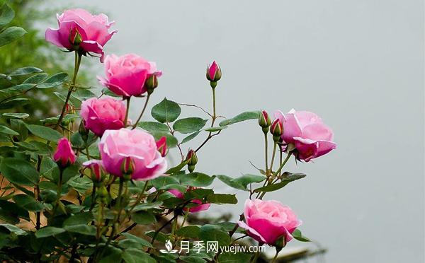 在種植大花月季要滿足哪些條件？(圖1)
