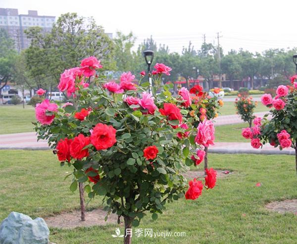 在培養(yǎng)樹狀月季的時候，對光照與溫度都有什么要求(圖1)