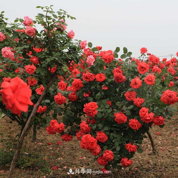 在培育幼齡期的月季時，有哪些需要注意的？(圖1)