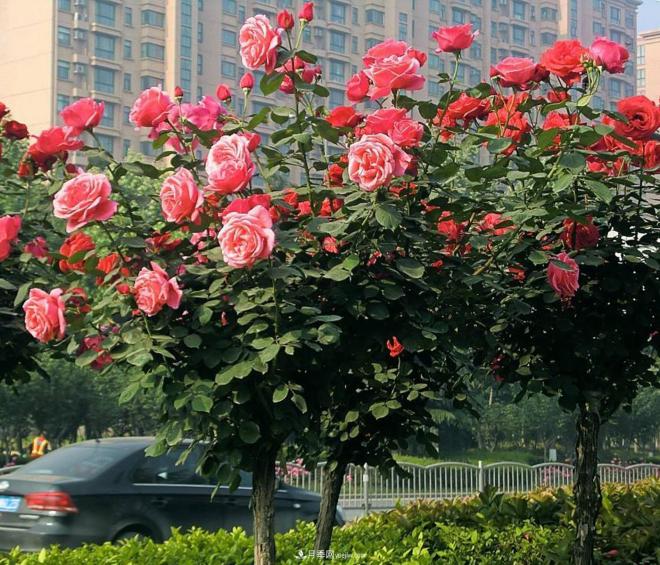 樹狀月季都有哪些的我們不知道的養(yǎng)護小技巧？(圖1)