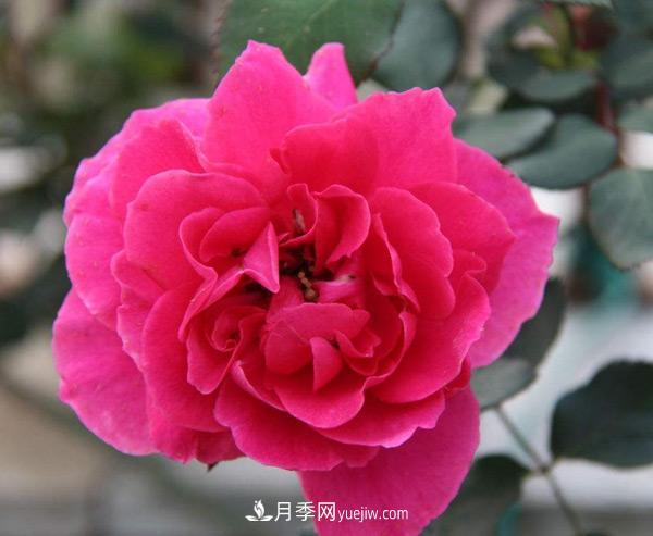 南陽樹狀月季批發(fā)告訴你一些植物成長的小常識(shí)！(圖1)