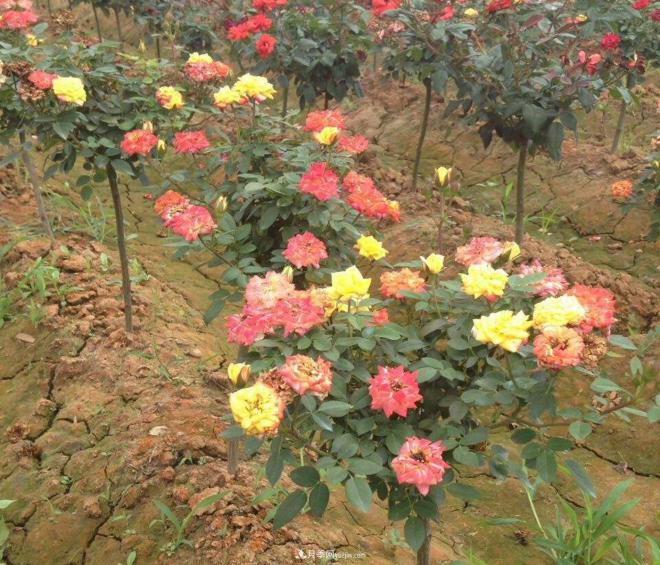炎熱的夏天如何加強(qiáng)月季植株田間管理？(圖1)
