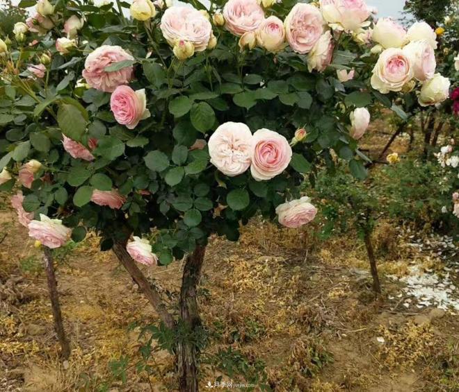 為什么樹狀月季開花會很少？(圖1)
