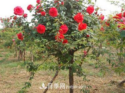 樹(shù)狀月季這兩個(gè)地方的芽是必須要抹掉的，你知道嗎？(圖1)