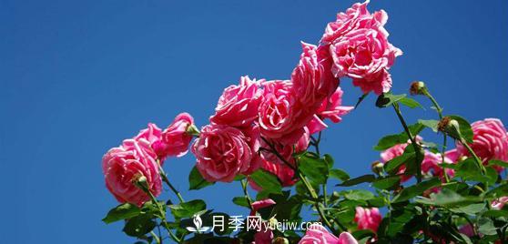 花友們都很關(guān)注月季是如何養(yǎng)殖的，其實***重要的就是種植后的灌溉問題(圖1)