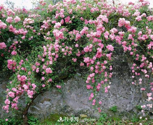 南陽(yáng)藤本月季三季開花的秘訣(圖1)