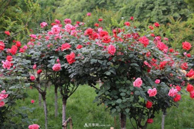 樹(shù)狀月季，又稱(chēng)月季樹(shù)、玫瑰樹(shù)，樹(shù)月的砧木培育與接穗(圖1)